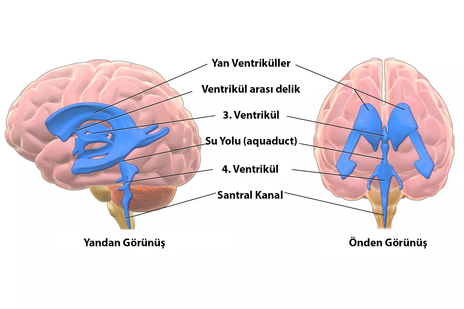 ventricles